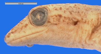 Media type: image; Herpetology R-144392